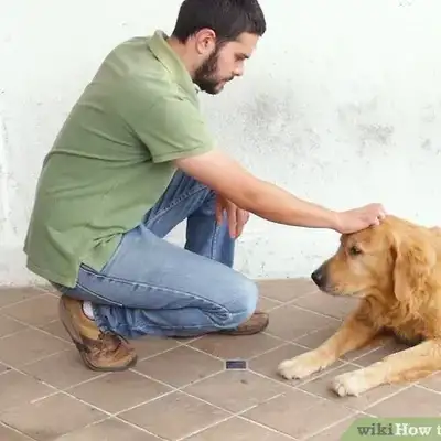 How to Traion Your dog to Sit