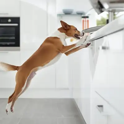 How to Stop a Dog from Jumping on Kitchen Counters