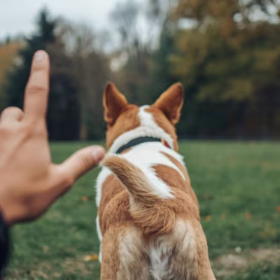 Teaching Your Dog to Back Up on Command
