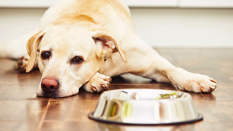 Dog Gastric or Dietary issue 