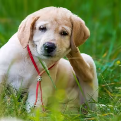 Common Heath Ailments You Dog Might Be Facing