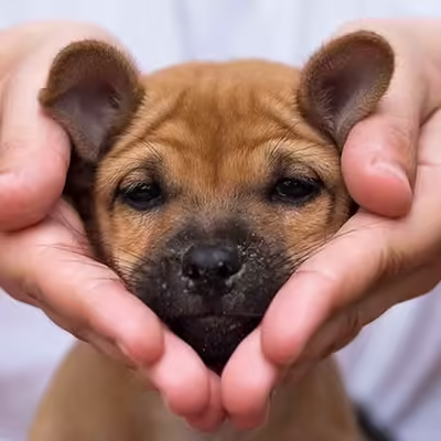 First Few Things To Teach Your New Puppy