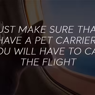 Can You Take Emotional Support Cats On The Flight?