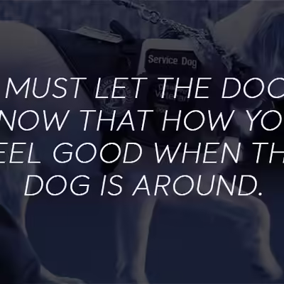 What Formalities Are Required To Certify The Emotional Support Dog?