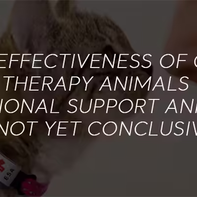 Are Cats Effective at Emotional Support?