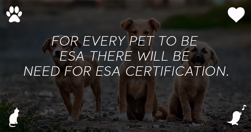 How Many Emotional Support Animals Can You Have 1