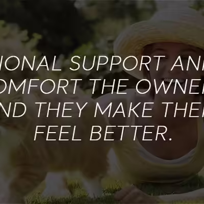What Are The Legal Rights For Emotional Support Cats?