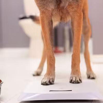Probable Reasons Behind Sudden Weight Loss In Dogs