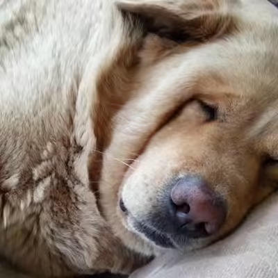 Does A Snoring Dog Indicate Some Health Issues?