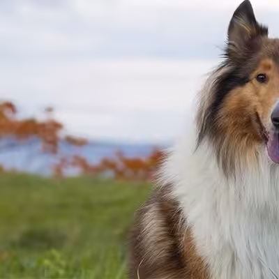 Top 10 Comforting Dog Breeds as ESA