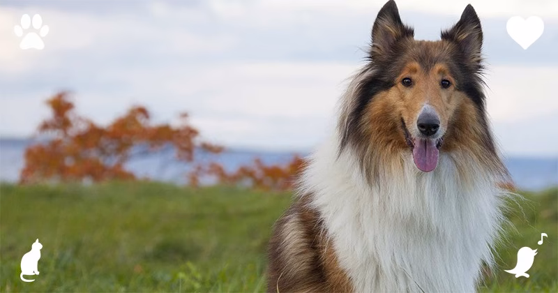 Top 10 Comforting Dog Breeds As Esa Content 10