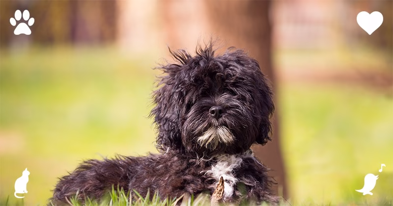 Top 10 Comforting Dog Breeds As Esa Content 6