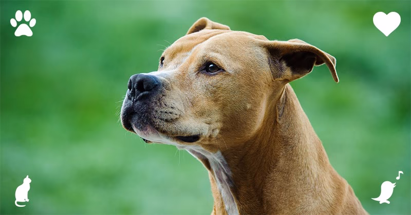 Top 10 Comforting Dog Breeds As Esa Content 7