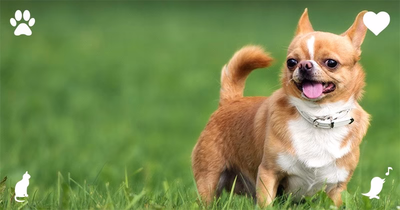 Top 10 Comforting Dog Breeds As Esa Content 9