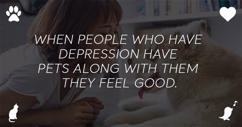 What Are Benefits Of An Emotional Support Animal 5 1