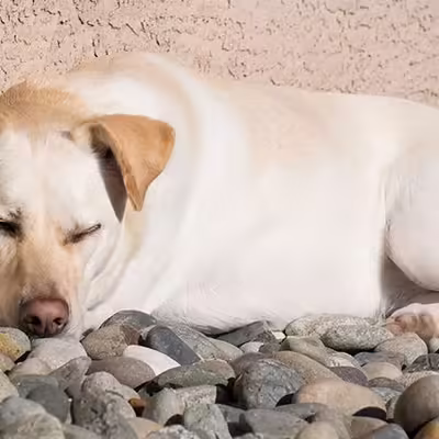 What Can Be The Reason For The Dogs Chewing Rocks And Bricks?