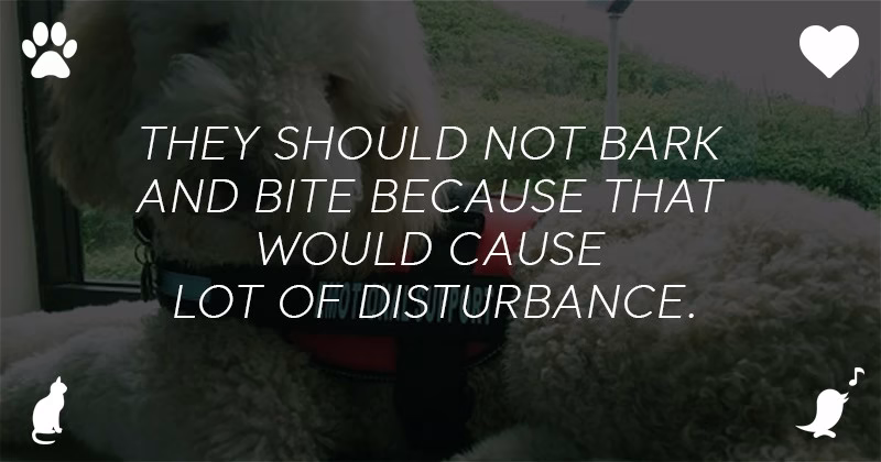 What Is An Emotional Support Dog 02