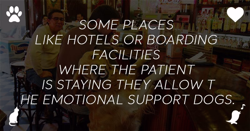 Are Emotional Support Dogs Allowed In Public Places Content 1