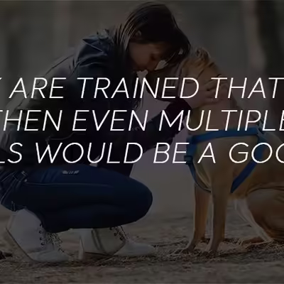 Are Two Emotional Support Animals Allowed?