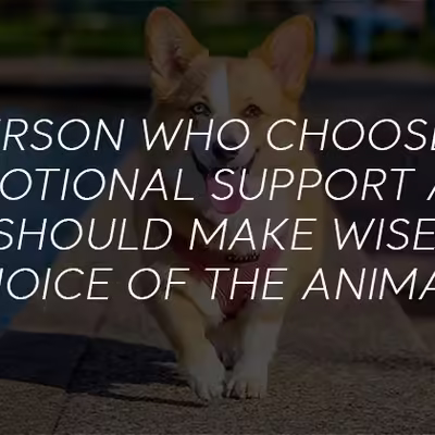 Can an Emotional Support Animal Help with my Anxiety?