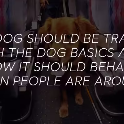 Are You Planning To Take Your ESA Dog On Flight?