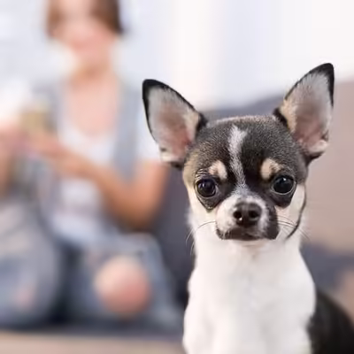 Know What Constitutes As an Emotional Support Animal