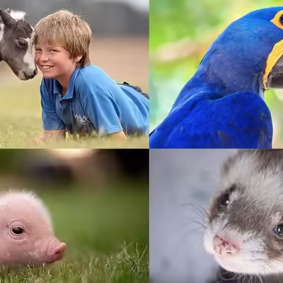 Know About Different Types of Service Animals and Emotional Support Animals