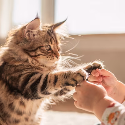 Best Cat Breeds for Families With Children