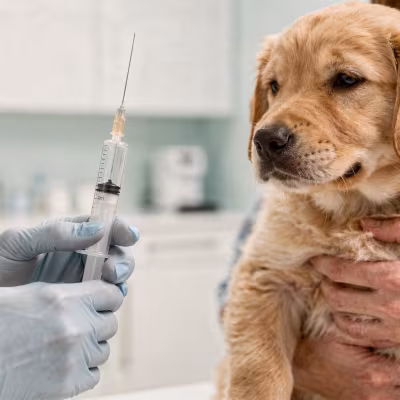 Dog Vaccination Schedule: Essential Vaccines and Timing