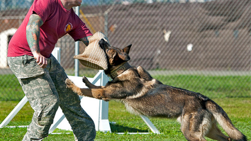 Dog Training 101 Attack Dog Training Secrets Earth Of Pet