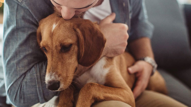 emotional-support-animal-requirements-earth-of-pet