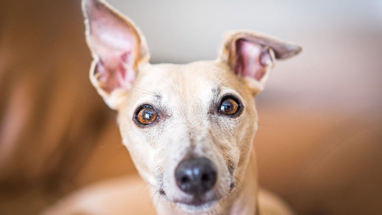 Why Do Dogs Shake Their Ears? - Earth of Pet