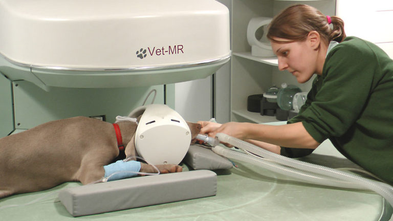 mri-scans-for-dogs-earth-of-pet