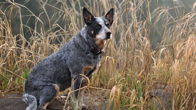 Diseases of Australian Cattle Dogs - Earth of Pet