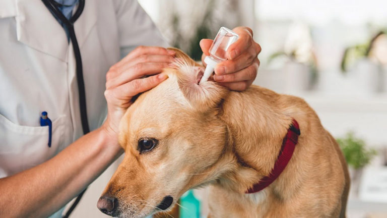 Canaural Ear Drops For Dogs Alternative