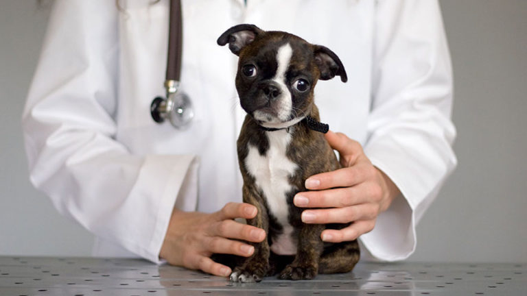 normal-glucose-levels-for-dogs-earth-of-pet