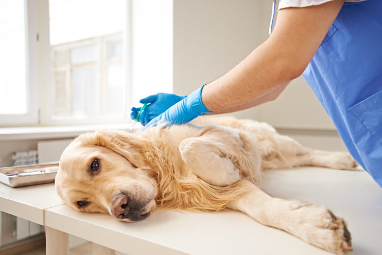 How to Identify Scabies on a Dog - Earth of Pet