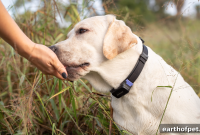 PetPace Detects Chronic Pain in Labrador with Hip Dysplasia