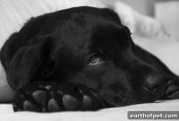 Is Calorie Burn Behind Your Cat’s Weight Loss? PetPace