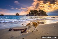 Track Dog Activity and Calorie Needs with a Smart Collar
