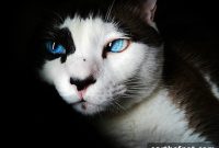 Early Signs of Hyperthyroidism in Cats: When to See the Vet