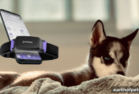PetPace Collar Tracks Inherited Vascular Issues in Husky Puppy