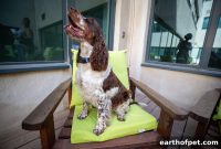 How a PetPace Collar Helps Cocker Spaniels with Heart Disease