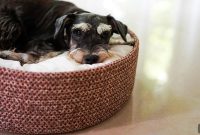 Dog Vomiting: Causes, When to Worry and What to Do