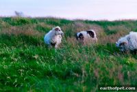 Manage Your Hyperactive Dog with Continuous Pulse Monitoring