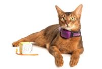 Biometric Study Shows Pet Acoustics Music Calms Cats