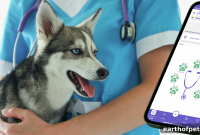 PetPace Collar Monitors Puppy After Congenital Vascular Surgery