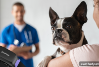 Dottie’s Weight Loss: Calorie and Activity Targets with PetPace