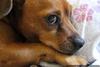 Smart Collar Enables Minimally Invasive Pet Monitoring