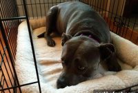 PetPace Collar Restricts Activity in Dogs With Heartworm